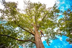 Best Lot and Land Clearing  in Rosebud, TX