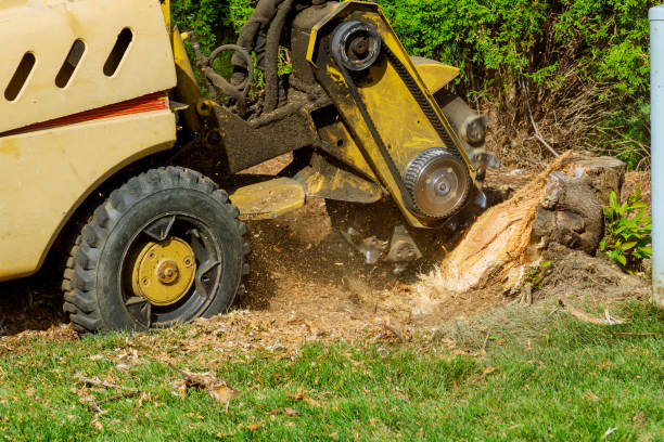 Best Tree Disease Treatment  in Rosebud, TX