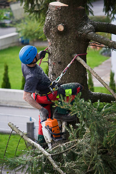 Best Tree Mulching  in Rosebud, TX